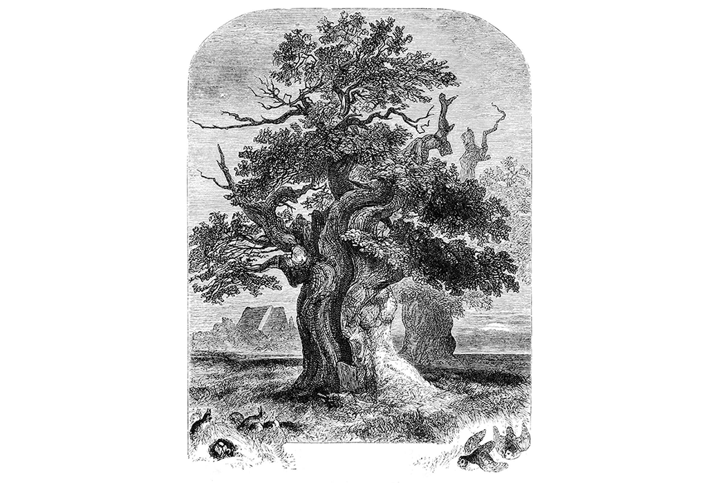 A large oak tree